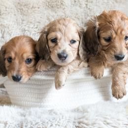 Dachshund Puppies from CTX Doxies