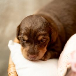 Sarah Sanderson - Chocolate female Dachshund puppy in Staley, North Carolina from Langley Farms Dachshunds