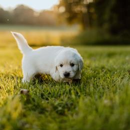 Boy 2 - Light golden male Golden Retriever puppy in Waco, Texas from Coconut Cream Goldens