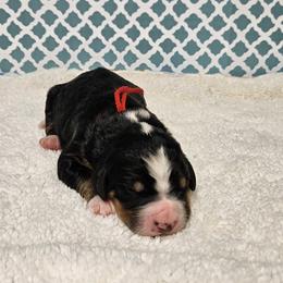 Flint - Tri-color male Bernedoodle puppy in Flat Rock, North Carolina from Sukisdoodles