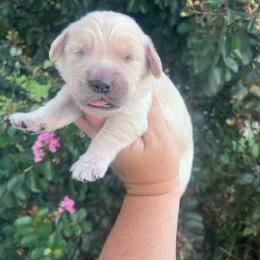 White collar - Golden female Golden Retriever puppy in Jesup, Georgia from Painted Platinum Retrievers (Painted Platinum Kennel) PPK