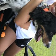 English Setters from Wildcat Creek Kennels
