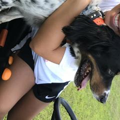 English Setters from Wildcat Creek Kennels