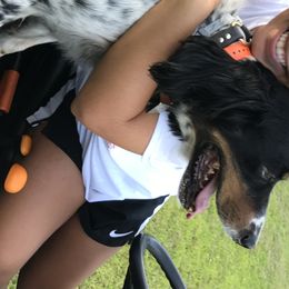 English Setters from Wildcat Creek Kennels