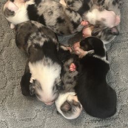 Miniature Australian Shepherd puppies from Gable A Aussies