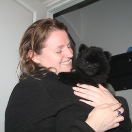 Pomeranian Puppies from Pitter Patter Pomeranian Palace