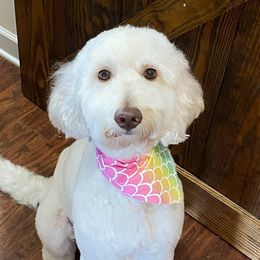 Honey - Goldendoodle