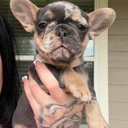 Dior - Tricolors female French Bulldog puppy in Porter, Texas from Red Label Frenchies