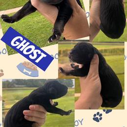 Ghost - Black male Great Dane puppy in Wellsville, New York from Prophecy Danes