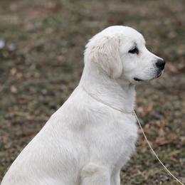 Denali - Golden Retriever