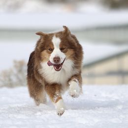Bourbon - Miniature Australian Shepherd