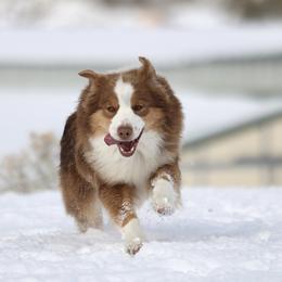Bourbon - Miniature Australian Shepherd