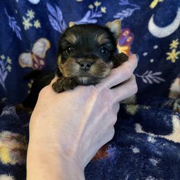 Dale - Black and gold male Yorkshire Terrier puppy in Kendallville, Indiana from Yorkies Kisses