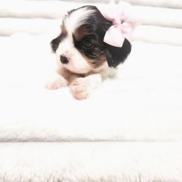 Glinda - Tri-color female Cavalier King Charles Spaniel puppy in Wilburton, Oklahoma from My Kids Kennel