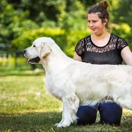 Fay - Golden Retriever