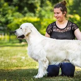 Fay - Golden Retriever