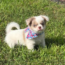 Cove - Merle female Chihuahua puppy in Gloucester, Virginia from Charlotte's Web of Chihuahuas