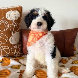 Myers - Tri-color male Bernedoodle puppy in High Point, North Carolina from Kingsfield Doodles
