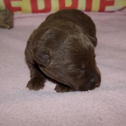 Bella - Chocolate female Labrador Retriever puppy in Arlington, Washington from Stout's Hunting Labs and trsbullies