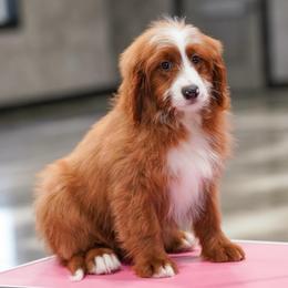 Sarge - Red male Bernedoodle puppy in Dundee, Ohio from Down Home Doodle