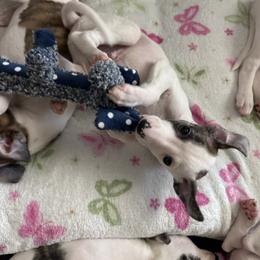 Kiwi - White and black male Whippet puppy in Winter Garden, Florida from Infinity Whippets