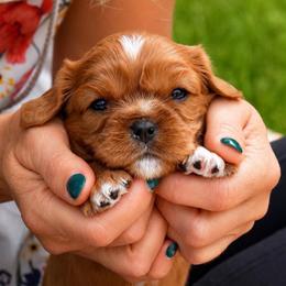 Yoda - Ruby male Cavalier King Charles Spaniel puppy in Greensboro, North Carolina from Hyde Park Cavaliers