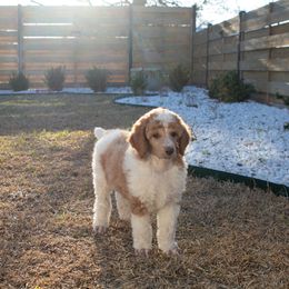 Duke - Parti Poodle puppy in Hutto, Texas from Scarlett Rose Ranch Poodles