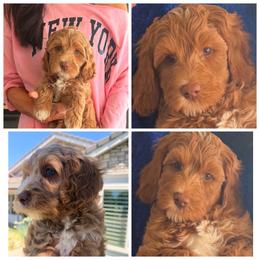 Australian Labradoodle and Labradoodle Puppies from Shelly Lynn