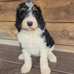 Oakley - Tri-color female Bernedoodle puppy in Christiana, Tennessee from Southern Home Pups