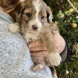 Aussiedoodle and Goldendoodle Puppies from Saddle Hill Farms