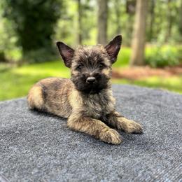 Nancy - Red brindle female Cairn Terrier puppy in Mountain Grove, Missouri from CreekTop