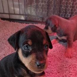 Miniature Pinscher Puppies from Meek's Min Pins