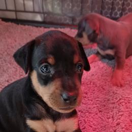 Miniature Pinscher Puppies from Meek's Min Pins