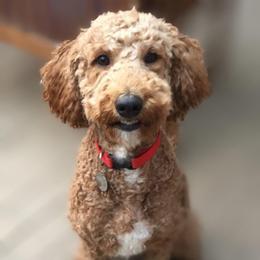 Penny - Goldendoodle