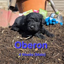 Oberon - Black male Labradoodle puppy in Genoa City, Wisconsin from Sakura Pups