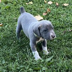 Mountain Cur Puppies from Walnut Ridge Mountain Curs