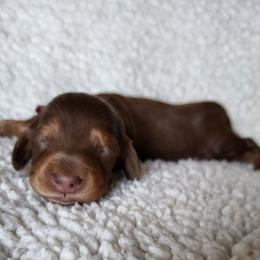 Hopper (pink collar) - Chocolate and tan male Dachshund puppy in Anaconda, Montana from Williams Family Dachshunds