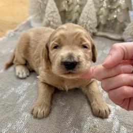 Gingerbread (Brown Collar) - Cream male Goldendoodle puppy in Bay City, Texas from Charming Doods