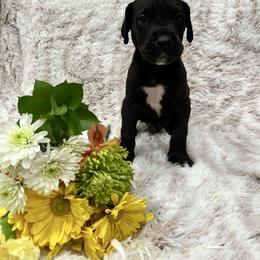 Great Dane Puppies from Catskills Greatest Danes