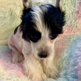 Chinese Crested Puppies from Kelly Hair
