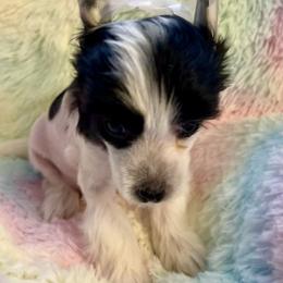 Chinese Crested Puppies from Kelly Hair