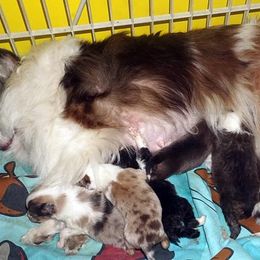 Rottweiler and Toy Shetland Sheepdog Puppies from Mountain High Kennels