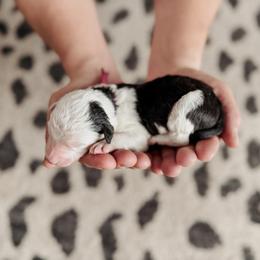 Becky. - Black and white female Sheepadoodle puppy in Wabash, Indiana from DOODCompany