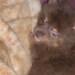 Pomeranian Puppies from Azur Pomeranians