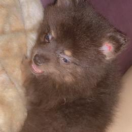 Pomeranian Puppies from Azur Pomeranians