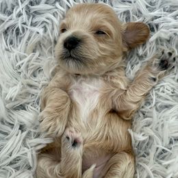 Rei - Cream female Cavapoo puppy in Hayden, Alabama from Agape Southern Farms