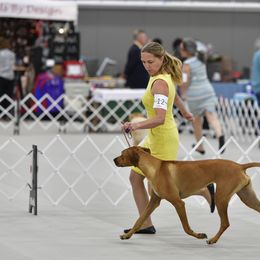 Rhodesian Ridgeback All Grown Up from Evolution Rhodesian Ridgebacks