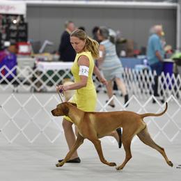 Rhodesian Ridgeback All Grown Up from Evolution Rhodesian Ridgebacks