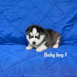 Baby boy 1 - Black and white male Siberian Husky puppy in Ocala, Florida from Florida Husky Puppies