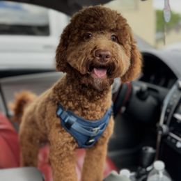 Shiloh - Goldendoodle